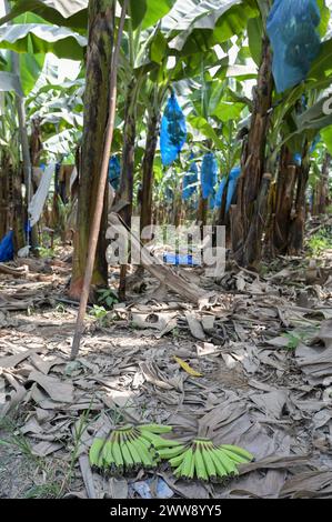 GHANA, regione volta, di proprietà francese Golden Exotics Ltd. Grande piantagione per la coltivazione delle banane per l'esportazione , la fattoria irrigò con l'acqua del fiume volta attraverso i canali / GHANA, Bananenanbau auf Plantage der französischen Golden Exotics Ltd. für den Export, Die Farm Wird über Wasser aus Kanälen vom volta Fluß bewässert Foto Stock