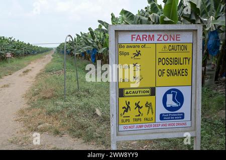 GHANA, regione volta, proprietà francese Golden Exotics Ltd. Grande piantagione per l'esportazione di banane, l'azienda irrigata con acqua del fiume volta attraverso canali, avvertimento di serpente / GHANA, Bananenanbau auf Plantage der französischen Golden Exotics Ltd. für den Export, Die Farm Wird über Wasser aus Kanälen vom volta Fluß bewässert Foto Stock