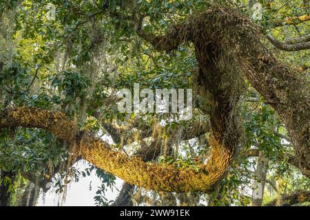 Quercia viva della Florida al Washington Oaks Gardens State Park di Palm Coast, Florida. (USA) Foto Stock