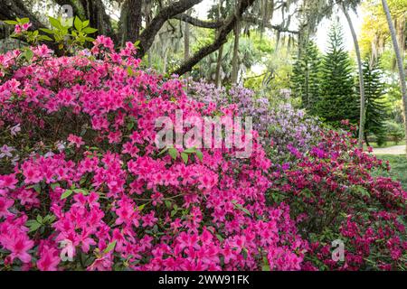Azalee in fiore lungo un percorso giardino al Washington Oaks State Park a Palm Coast, Florida. (USA) Foto Stock