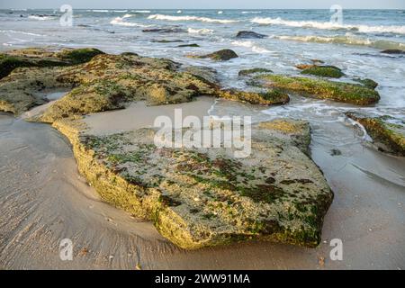 Coquina scoglia lungo il litorale al Washington Oaks Gardens State Park a Palm Coast, Florida. (USA) Foto Stock