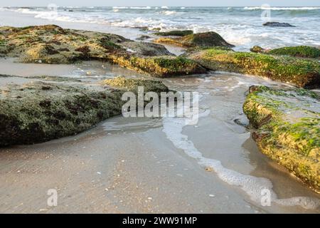 Coquina scoglia lungo il litorale al Washington Oaks Gardens State Park a Palm Coast, Florida. (USA) Foto Stock