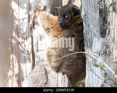 Hubbards sportive lemur, Lepilemur hubbardorum, parco nazionale Zombitse-Vohibasia, Madagascar Foto Stock