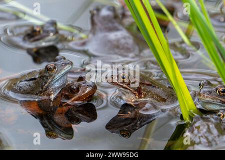 Rane comuni europee / rane brune e coppia di rane d'erba annessa (Rana temporaria) che si radunano nello stagno durante la stagione riproduttiva / riproduttiva in primavera Foto Stock