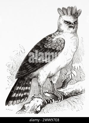 L'aquila arpa. L'aquila arpia americana è una specie neotropica di aquila, Guyana francese, Sud America. Disegno di R. Valette. Da Cayenne alle Ande (1878-1879) di Jules Crevaux (1847 - 1882) le Tour du Monde 1880 Foto Stock