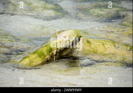 Rocce impilate e coperte di alghe in acque poco profonde. Foto Stock