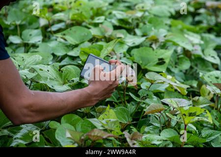 Uomo che scatta foto delle patate dolci di Trinidad e Tobago Foto Stock