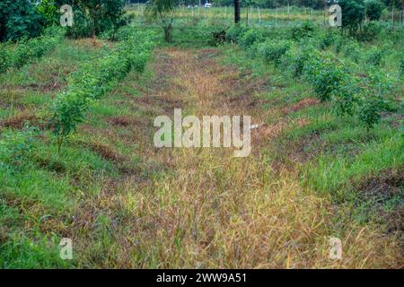 Pigeon Peas che piantano Trinidad e Tobago Foto Stock