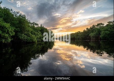 Fiume che scorre attraverso una palude Caroni Swamp. Trinidad e Tobago Foto Stock