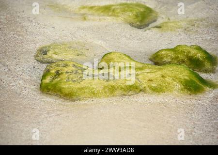 Rocce verdi ricoperte di alghe muschiate esposte su una spiaggia di sabbia. Foto Stock