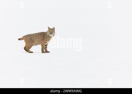 Bobcat Lynx rufus, adulto in piedi sulla neve, Montana, Stati Uniti, febbraio Foto Stock