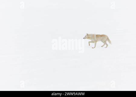 Lupo artico Canis lupus arctos, adulto che cammina sulla neve Foto Stock