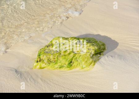 Marea che esce con un grande masso coperto di alghe sulla spiaggia di sabbia bagnata. Foto Stock