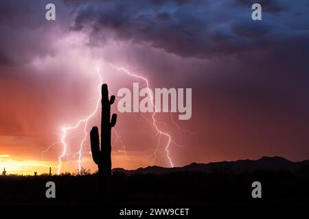 Tempesta di fulmini nel deserto dell'Arizona con sagome di cactus Saguaro Foto Stock