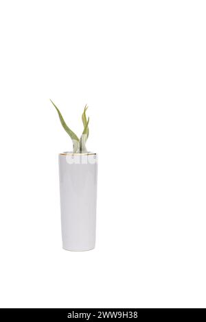 Air Plant decorative Foto Stock