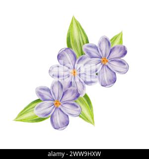 Composizione acquerello con bouquet di fiori di cocco in fiore viola e foglie isolate su sfondo bianco. Modelli botanici primaverili e pasquali, Foto Stock