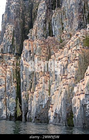 Migliaia di Nesting Brunnichs Guillemots su una scogliera oceanica ad Alkefjellet nelle Isole Svalbard Foto Stock