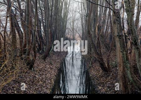 Un torrente sconcertante si snoda attraverso una lussureggiante foresta, con alberi in testa e foglie cadute sparse per terra, creando un tranquillo paesaggio naturale Foto Stock