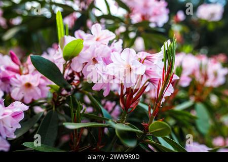 Nel mezzo della verdeggiante oasi del Giardino Botanico Nazionale di Hryshko a Kiev, i fiori di rododendro rosa fioriscono in tutta la loro gloria contro un morbido idro verde Foto Stock