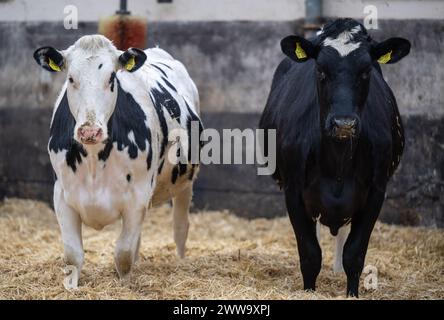 Nauen OT Ribbeck, Germania. 22 marzo 2024. Le mucche si stagliano sulla paglia al F.R.A.N.Z. fattoria dimostrativa Havellandhof Ribbeck. Il progetto F.R.A.N.Z. comprende una rete di dieci aziende agricole dimostrative in tutta la Germania. Queste comprendono sia le aziende agricole a seminativo che quelle a superficie prativa. Crediti: Monika Skolimowska/dpa/Alamy Live News Foto Stock