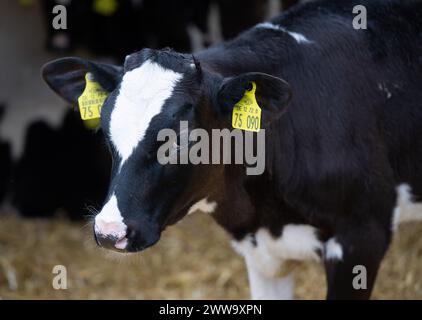 Nauen OT Ribbeck, Germania. 22 marzo 2024. Un vitello si erge sulla paglia presso l'azienda dimostrativa F.R.A.N.Z. Havellandhof Ribbeck. Il progetto F.R.A.N.Z. comprende una rete di dieci aziende agricole dimostrative in tutta la Germania. Queste comprendono sia le aziende agricole a seminativo che quelle a superficie prativa. Crediti: Monika Skolimowska/dpa/Alamy Live News Foto Stock