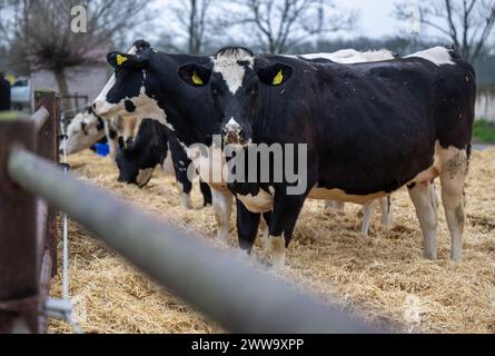 Nauen OT Ribbeck, Germania. 22 marzo 2024. Le mucche si stagliano sulla paglia al F.R.A.N.Z. fattoria dimostrativa Havellandhof Ribbeck. Il progetto F.R.A.N.Z. comprende una rete di dieci aziende agricole dimostrative in tutta la Germania. Queste comprendono sia le aziende agricole a seminativo che quelle a superficie prativa. Crediti: Monika Skolimowska/dpa/Alamy Live News Foto Stock