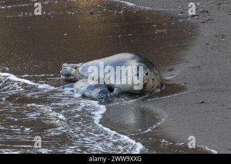 Foca del porto femminile (Phoca vitulina) sulla spiaggia accanto al suo cucciolo morto, a Monterey, California. Muovi il lavaggio verso di loro. Foto Stock