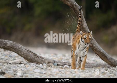 La tigre conosciuta come Paarwali, che segna il suo territorio lungo il fiume Ramganga nel Parco Nazionale di Corbett, febbraio 2024 Foto Stock