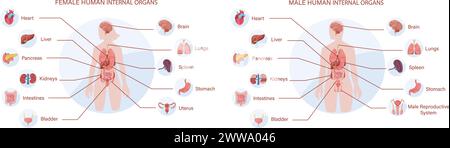 Una guida visiva completa agli organi interni umani femminili e maschili, che illustra l'anatomia e il posizionamento dei sistemi vitali del corpo per l'istruzione Illustrazione Vettoriale