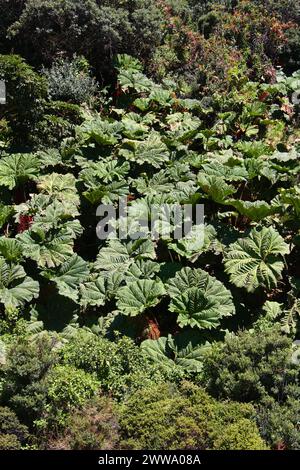 Ombrello dei poveri, Gunnera insignis, Gunneraceae nel Parco Nazionale del Vulcano Irazú, Costa Rica. Cresce a 000 piedi. Foto Stock