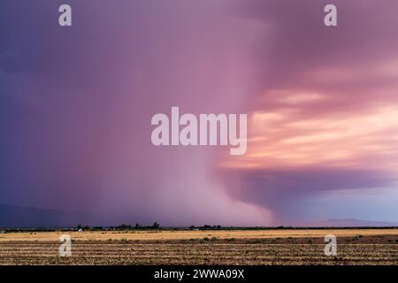 Microburst con pioggia pesante che cade da una tempesta nel deserto vicino Tucson, Arizona Foto Stock