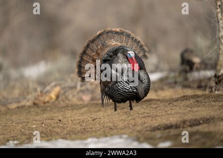 Allevamento di tacchino del Rio grande selvatico Foto Stock