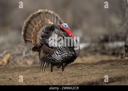 Allevamento di tacchino del Rio grande selvatico Foto Stock