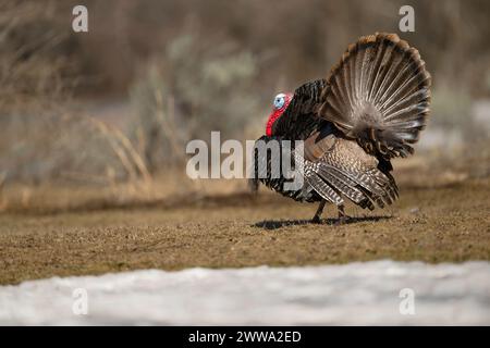 Allevamento di tacchino del Rio grande selvatico Foto Stock