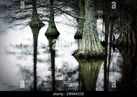 I tronchi di cipressi a Stumpy Lake vicino a Virginia Beach, Virginia. Foto Stock