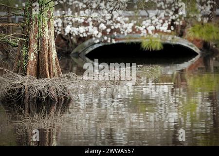 Un cipresso si trova in acqua a Stumpy Lake vicino a Virginia Beach, Virginia. Foto Stock