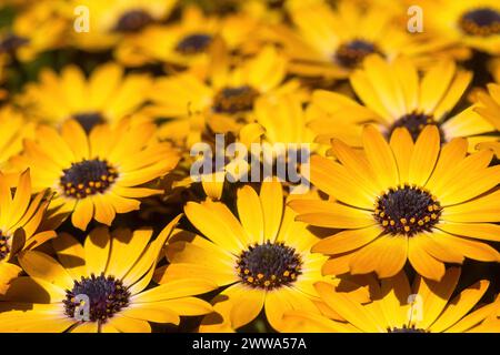 African Daisies (alias Blue-eyed Beauty) in Bloom. Foto Stock