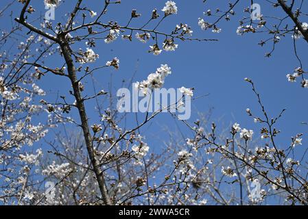 fiori sakura bianchi su un ramo sotto il cielo blu pronti a sbocciare nelle giornate di sole Foto Stock