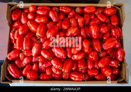 Pomodori italiani San Marzano raccolti maturi pronti per la consegna in un ristorante Foto Stock