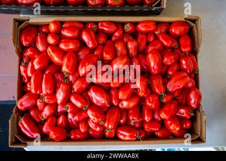 Pomodori italiani San Marzano raccolti maturi pronti per la consegna in un ristorante Foto Stock