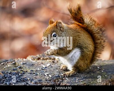 Uno scoiattolo rosso americano, noto anche come scoiattolo di pino, si trova su un vecchio ceppo di alberi e mangia semi di girasole. Foto Stock