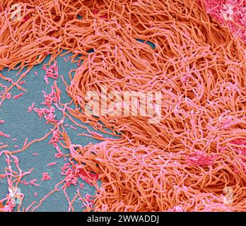 Batteri fecali. Micrografia elettronica a scansione (SEM) di batteri coltivati da un campione di feci umane. Almeno il 50 per cento delle feci umane è costituito da batteri fuoriusciti dall'intestino. Molti di questi batteri sono una parte normale della flora presente nell'intestino e sono utili per la digestione. Tuttavia, alcuni sono patogeni, come la Salmonella enterica e alcuni ceppi di Escherichia coli, che possono causare malattie trasmesse dagli alimenti. Ingrandimento: X1500 se stampato largo 10 centimetri. Foto Stock