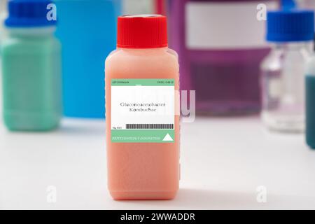 Gluconoacetobacter kombuchae fungo. Utilizzato per la fermentazione del kombucha. Foto Stock