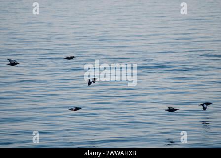 Pigeon guillemot Cepphus columba gregge volare attraverso un filo interrotto tra i ghiacci Chukchi Sea off l'Artico villaggio costiero Foto Stock