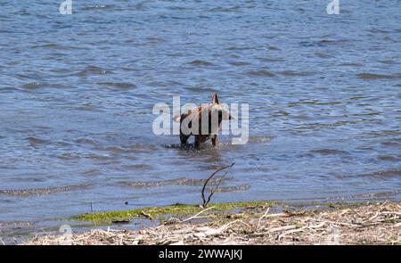 Foto dinamica di un cane marrone che scuote l'acqua mentre si trova in mezzo all'acqua vicino alla riva Foto Stock