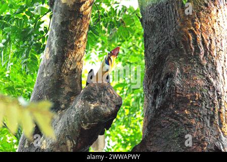 Un individuo maschile di carpino bussato (Rhyticeros cassidix) nella riserva naturale di Tangkoko, Sulawesi settentrionale, Indonesia. L'Unione Internazionale per la conservazione della natura (IUCN) conclude che l'innalzamento delle temperature ha portato, tra gli altri, a cambiamenti ecologici, comportamentali e fisiologici nelle specie animali e nella biodiversità. "Oltre all'aumento dei tassi di malattie e degli habitat degradati, il cambiamento climatico sta anche causando cambiamenti nelle specie stesse, che minacciano la loro sopravvivenza", hanno scritto in una pubblicazione su IUCN.org. Nel frattempo, Scale Climate Action ha aggiunto che l'aumento delle temperature ha causato... Foto Stock