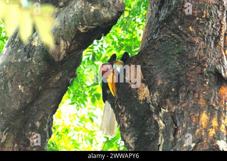 Un individuo maschile di carpino bussato (Rhyticeros cassidix) nella riserva naturale di Tangkoko, Sulawesi settentrionale, Indonesia. L'Unione Internazionale per la conservazione della natura (IUCN) conclude che l'innalzamento delle temperature ha portato, tra gli altri, a cambiamenti ecologici, comportamentali e fisiologici nelle specie animali e nella biodiversità. "Oltre all'aumento dei tassi di malattie e degli habitat degradati, il cambiamento climatico sta anche causando cambiamenti nelle specie stesse, che minacciano la loro sopravvivenza", hanno scritto in una pubblicazione su IUCN.org. Nel frattempo, Scale Climate Action ha aggiunto che l'aumento delle temperature ha causato... Foto Stock