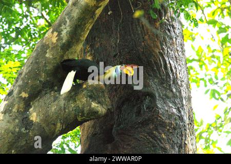 Un individuo maschile di carpino bussato (Rhyticeros cassidix) nella riserva naturale di Tangkoko, Sulawesi settentrionale, Indonesia. L'Unione Internazionale per la conservazione della natura (IUCN) conclude che l'innalzamento delle temperature ha portato, tra gli altri, a cambiamenti ecologici, comportamentali e fisiologici nelle specie animali e nella biodiversità. "Oltre all'aumento dei tassi di malattie e degli habitat degradati, il cambiamento climatico sta anche causando cambiamenti nelle specie stesse, che minacciano la loro sopravvivenza", hanno scritto in una pubblicazione su IUCN.org. Nel frattempo, Scale Climate Action ha aggiunto che l'aumento delle temperature ha causato... Foto Stock