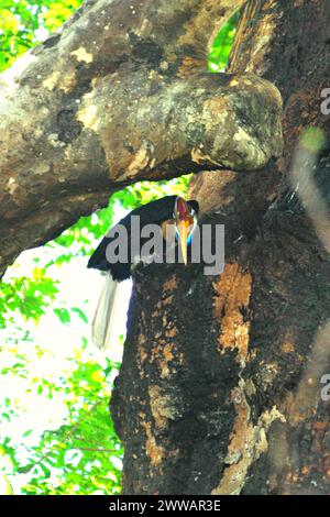 Un individuo maschile di carpino bussato (Rhyticeros cassidix) nella riserva naturale di Tangkoko, Sulawesi settentrionale, Indonesia. L'Unione Internazionale per la conservazione della natura (IUCN) conclude che l'innalzamento delle temperature ha portato, tra gli altri, a cambiamenti ecologici, comportamentali e fisiologici nelle specie animali e nella biodiversità. "Oltre all'aumento dei tassi di malattie e degli habitat degradati, il cambiamento climatico sta anche causando cambiamenti nelle specie stesse, che minacciano la loro sopravvivenza", hanno scritto in una pubblicazione su IUCN.org. Nel frattempo, Scale Climate Action ha aggiunto che l'aumento delle temperature ha causato... Foto Stock