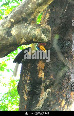 Un individuo maschile di carpino bussato (Rhyticeros cassidix) nella riserva naturale di Tangkoko, Sulawesi settentrionale, Indonesia. L'Unione Internazionale per la conservazione della natura (IUCN) conclude che l'innalzamento delle temperature ha portato, tra gli altri, a cambiamenti ecologici, comportamentali e fisiologici nelle specie animali e nella biodiversità. "Oltre all'aumento dei tassi di malattie e degli habitat degradati, il cambiamento climatico sta anche causando cambiamenti nelle specie stesse, che minacciano la loro sopravvivenza", hanno scritto in una pubblicazione su IUCN.org. Nel frattempo, Scale Climate Action ha aggiunto che l'aumento delle temperature ha causato... Foto Stock